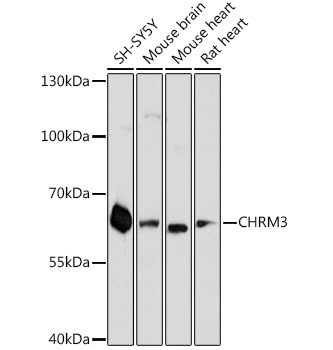 CHRM3 Antibody