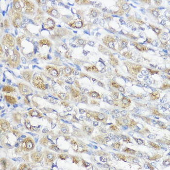GPX2 Antibody