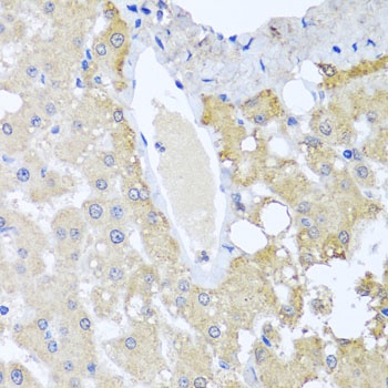 SULT1A1 Antibody
