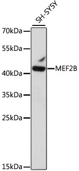 MEF2B Antibody