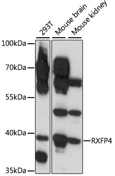 RXFP4 Antibody