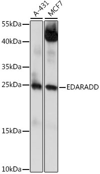 EDARADD Antibody