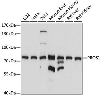 PROS1 Antibody