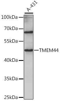 TMEM44 Antibody