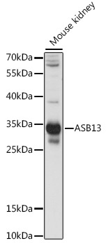 ASB13 Antibody
