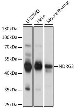 NDRG3 Antibody