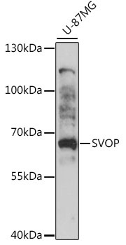SVOP Antibody