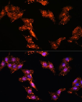 CDK5RAP1 Antibody