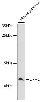 UFM1 Antibody