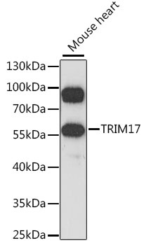 TRIM17 Antibody