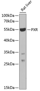 NR1I2 Antibody