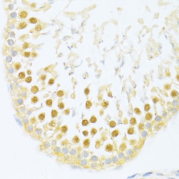 NR1I2 Antibody