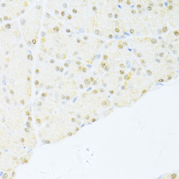 NR1I2 Antibody