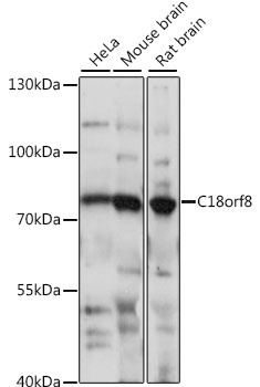 C18orf8 Antibody