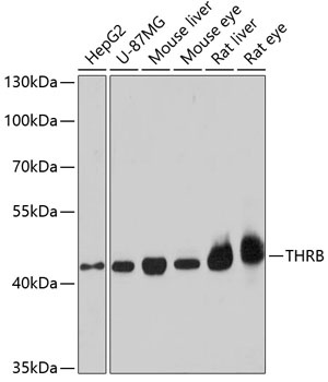 THRB Antibody