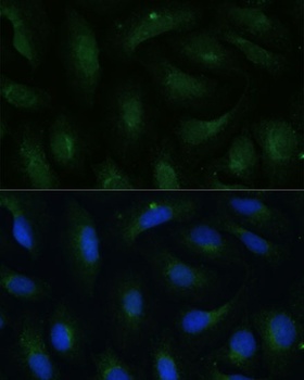 COPG2 Antibody