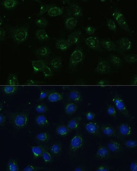 COPG2 Antibody