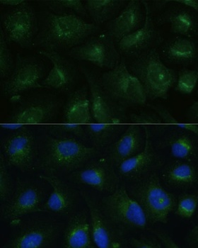 COPG2 Antibody