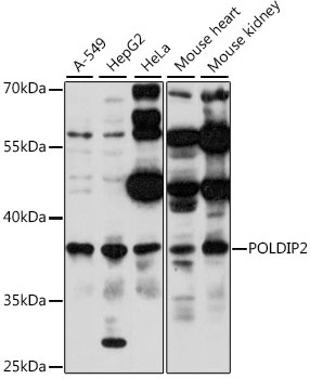POLDIP2 Antibody