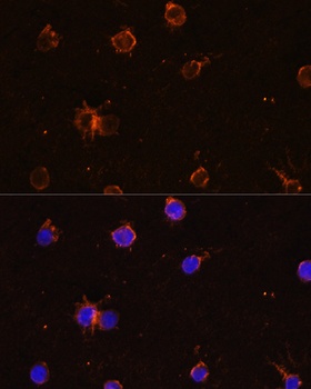 CD11B Antibody