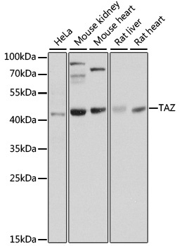 WWTR1 Antibody