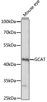 GCAT Antibody