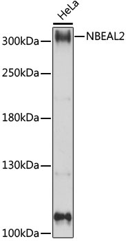 NBEAL2 Antibody