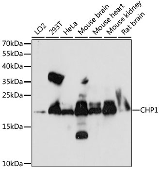 CHP1 Antibody