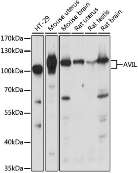 AVIL Antibody