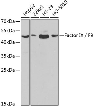 F9 Antibody