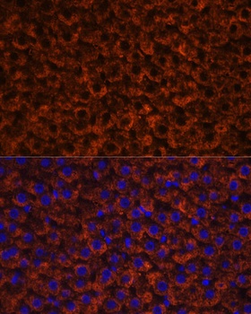 F9 Antibody