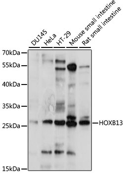 HOXB13 Antibody