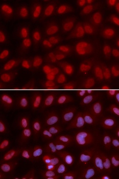 SIN3A Antibody