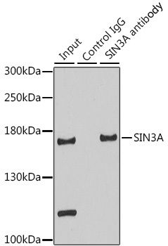 SIN3A Antibody