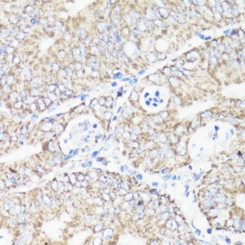 VDAC1 / Porin Antibody