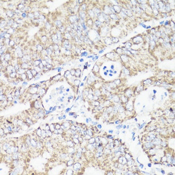 VDAC1 Antibody