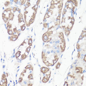 VDAC1 / Porin Antibody