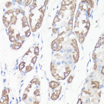 VDAC1 Antibody