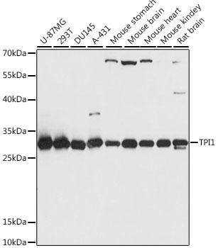 TPI1 Antibody