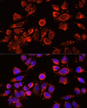 A2M Antibody