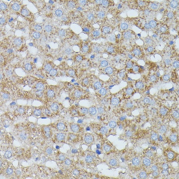 HP Antibody