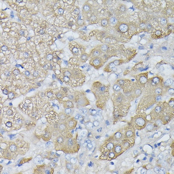 HP Antibody