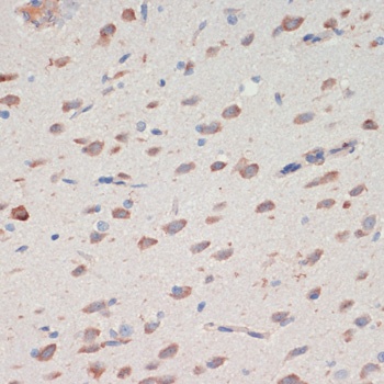 SERPINI1 Antibody