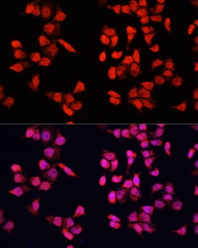YBX1 Antibody