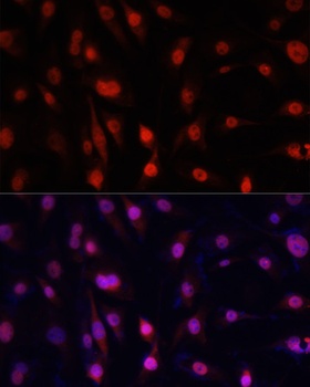 YBX1 Antibody