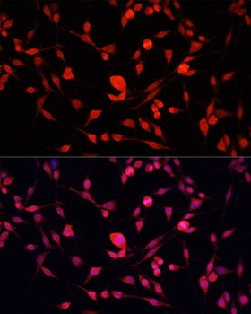 YBX1 Antibody