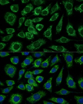 NDUFA4 Antibody