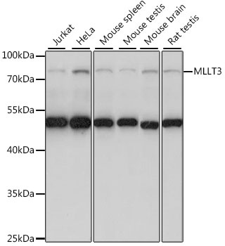 MLLT3 Antibody