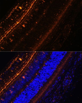 KCNS2 Antibody