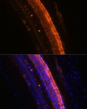 KCNS2 Antibody